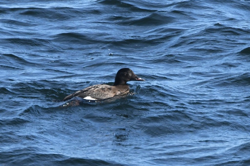 Duck, White-winged Scoter, 2018-02219251 Rockport, MA.JPG - White-winged Scoter. Rockport, MA, 2-21-2018